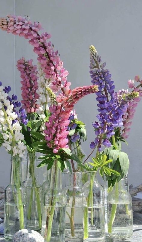 Lupine Flowers, Flower Cottage, Flowers In Jars, Colorful Bouquet, Lake Wedding, Wedding Florals, Nordic Style, Love Flowers, Cut Flowers