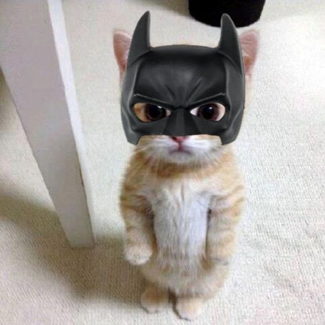 Funny Cat Aesthetic, Pfp Cats, Batman Cat, Cute Batman, Dog Cat Pictures, Cats Toys, Meme Cat, Funny Looking Cats, Batman Pictures