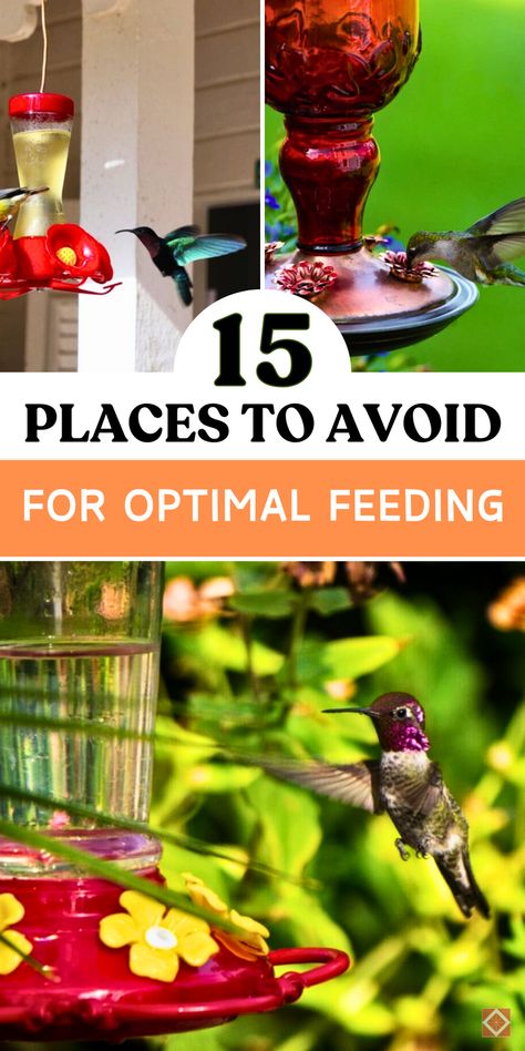 Ensure your hummingbird feeder is in the best possible spot by avoiding these 15 locations! With insights into ideal feeder heights, avoiding windows, and minimizing exposure to harsh sun, this list keeps your hummingbird feeder safe and accessible. Save this pin to learn where not to hang your feeder for the best bird-watching experience. Hummingbird Feeder Hanging Ideas, Attract Hummingbirds, Hummingbird Feeder, Hummingbird Garden, Tiny Bird, How To Attract Hummingbirds, Humming Bird Feeders, Hanging Photos, Food Source