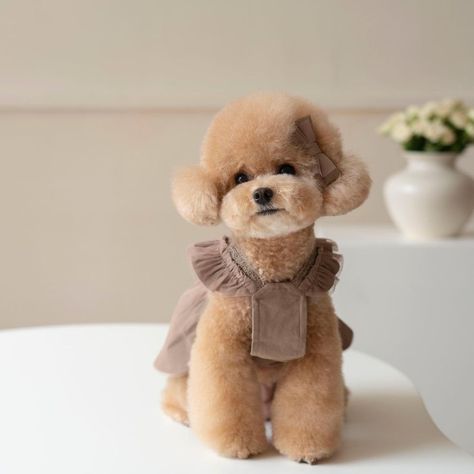 Toy Poodle Haircut Styles Short, Teddy Bear Poodle Haircut, Mini Poodle Haircut, Mini Poodle Haircut Styles, Toy Poodle Haircut Teddy Bears, Toy Poodle Puppy Cut, Cute Puppy Clothes, Poodle Teddy Bear Cut, Poodle Puppy Cut