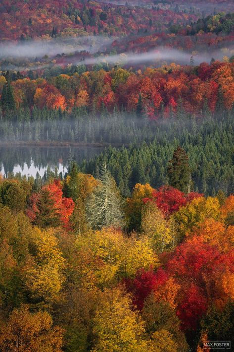 Minnesota fall colors Minnesota Fall, Boundary Waters Canoe Area Wilderness, Minnesota Landscaping, Boundary Waters Canoe Area, Minnesota Nice, Boundary Waters, Deciduous Trees, Photography Gallery, Landscape Pictures