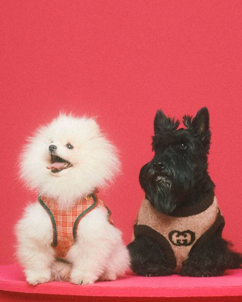 Gucci pet, собачки, мило, одежда для животных Gucci Pet, Sweet Dogs, So Cute, Teddy Bear, Gucci, Pet, Toys, Dogs, Movie Posters