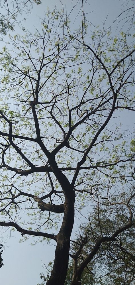 Aesthetic Tree, Aesthetic Aesthetic, Blue Sky, Trees, Blue