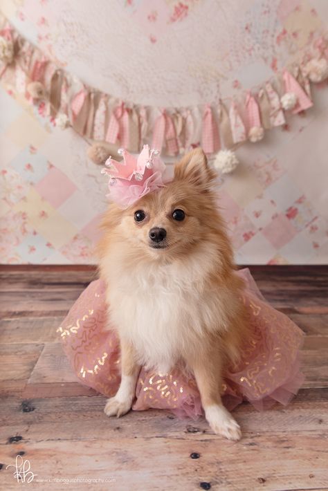 6 Month Dog Birthday, Cat Birthday Photoshoot Ideas, Dog Photoshoot Birthday, Dog First Birthday Pictures, Dog Photography Birthday, Dog Birthday Photoshoot Ideas, Small Dog Tattoo, Dog Birthday Photoshoot, Doggie Cake