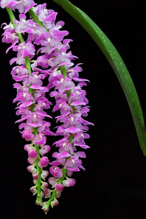 One of the few things that make me love Bihu in Assam Assamese Bihu Photography, Assam Bihu Pic, Bihu Assam Photography, Happy Bihu Images, Kopou Phool, Bihu Dance Photography, Assam Culture Art, Foxtail Orchid, Bihu Assam