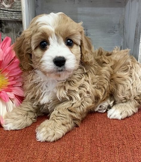 Teacup Goldendoodle, Havapoo Puppies, Cute Puppies For Sale, Havanese Puppies For Sale, Cavapoo Dogs, Cockapoo Puppies For Sale, Maltipoo Puppies For Sale, Cavapoo Puppy, Cavapoo Puppies For Sale