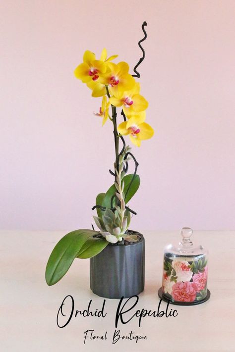 The prettiest yellow Phalaenopsis orchids showering you with a pocketful of sunshine. This single-stemmed orchid arrangement is made extra special with a verdant succulent plant at its foot. It is styled with black midollino sticks and topped with little black pebbles for ground cover. A fitting gift for all occasions and a fabulous centerpiece for your interiors, it is presented in an elegant black vase. Pocketful Of Sunshine, Plant Arrangements, Get Well Flowers, Thank You Flowers, Orchid Plant, Anniversary Flowers, Orchid Arrangements, Plant Delivery, Hand Bouquet