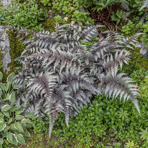 Shade loving variegated Japanese painted fern Athyrium niponicum ‘pictum’ has pastel like silver, red and green foliage. Japanese Fern, Painted Fern, Japanese Painted Fern, Silver Plant, Ferns Garden, Backyard Plants, Fern Plant, Paint Colour, Plant Painting