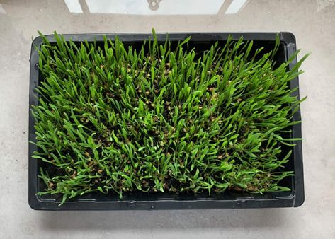 How To Grow Wheatgrass At Home ( with & without soil) - Alphafoodie Grow Wheat, Wheat Grass Shots, Growing Wheat, Growing Wheat Grass, Beet Smoothie, Avocado Chocolate, Organic Compost, Back Yard Ideas, Wheat Grass