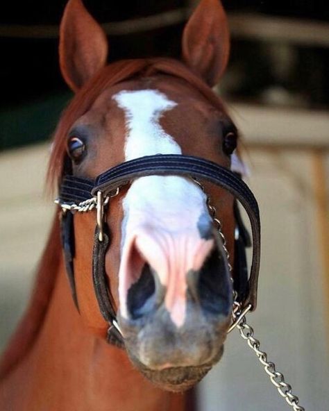 Horse Muzzle, Kathiyawadi Horse, Horse Markings, Horse Anatomy, Beautiful Horse Pictures, Horse Inspiration, Big Animals, Majestic Horse, All The Pretty Horses