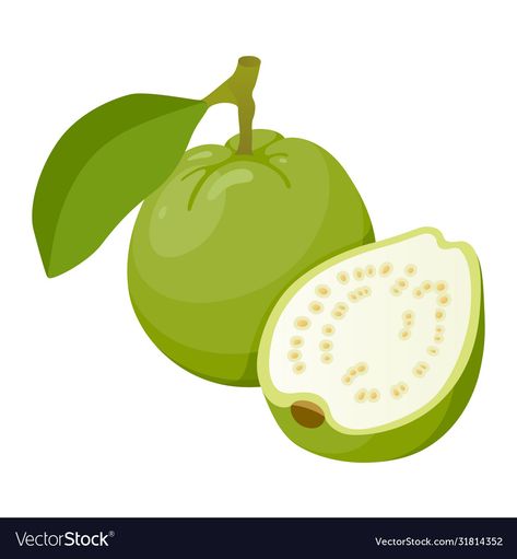 Guava Pictures, Guava Illustration, Guava Drawing, Guava Vector, Pomelo Fruit, Guava Plant, School Stickers Labels, Lotus Flower Wallpaper, Guava Fruit