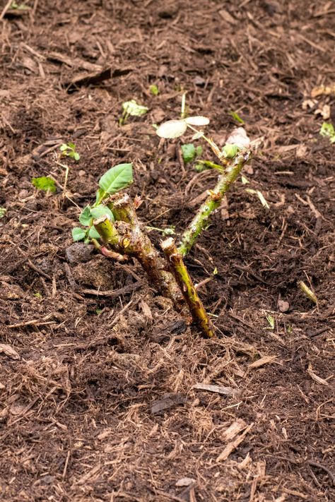 Planting Rose Bushes, When To Prune Roses, Bare Root Roses, Pruning Roses, Rooting Roses, How To Make Rose, Symbiotic Relationships, Bring Them Home, Rose Bush