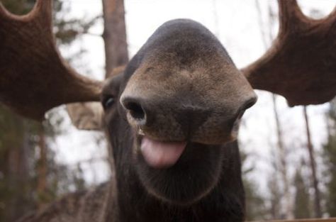 Moose nose... Moose Side Profile, Moose Size Comparison, Moose Aesthetic, Moose Photo, Female Moose, Moose Pics, Canadian Moose, Moose Animal, Cute Moose