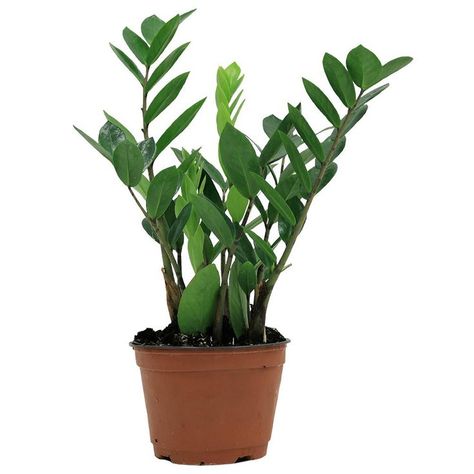 The Best Places To Buy Plants Online Zzz Plant, Indoor Plants Bathroom, Indoor Plants Apartments, Indoor Plants Clean Air, Indoor Plants Bedroom, Indoor Plants Diy, Indoor Plant Display, Garden Board, Indoor Plant Shelves