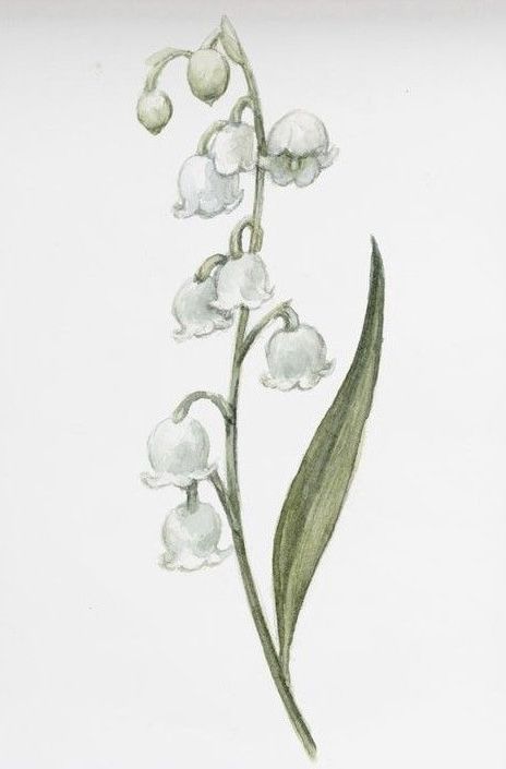 Lily Of The Valley Cute Drawing, Lily Of The Valley Reference, Lily Of The Valley Drawing Watercolor, Flower Drawing Lily Of The Valley, Lily Of The Valley Botanical Drawing, Snapdragon Sketch, Lilly Of The Valleys Art, Lily Of The Valley Drawing Step By Step, Forest Flowers Drawing