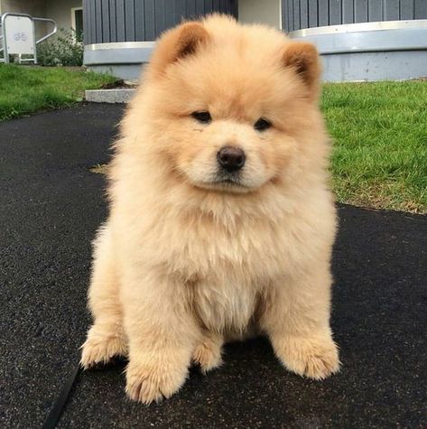 14 Reasons Why You Should NEVER Own Chow Chows – The Paws Chow Chow, Green, Black