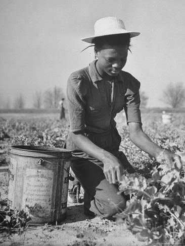 Photographic Print: Young African American Sharecropper Woman Picking Peas in a Field on Farm by Andreas Feininger : 16x12in Vintage Black Glamour, Historical Moments, Black Families, African Diaspora, Black N White Images, African American Women, African American History, Black American, Life Magazine