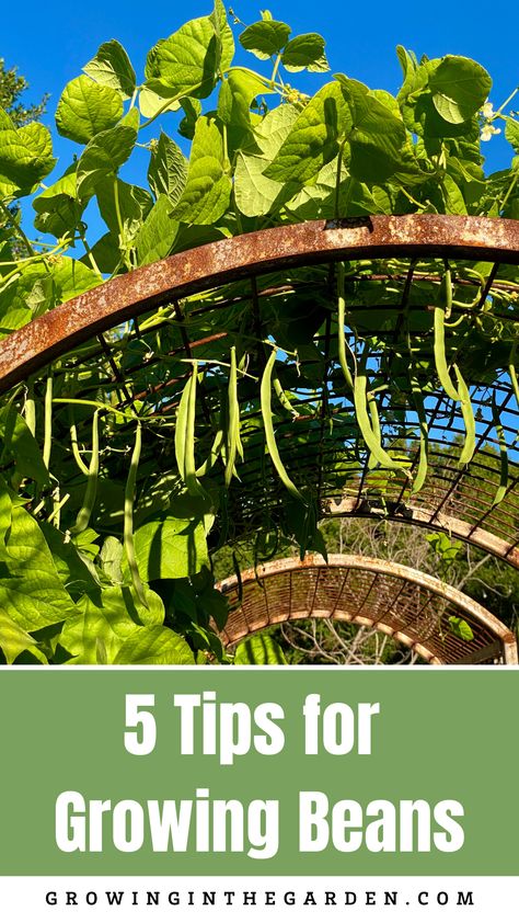 Growing Runner Beans, Planting Green Beans, Green Beans Garden, Green Bean Trellis, Grow Beans, Growing Peanuts, Green Bean Seeds, Bean Trellis, Bean Garden