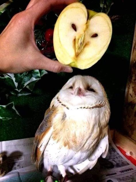 Random Animals, Vegetable Pictures, Barn Owls, Pretty Animals, Silly Animals, Grizzly Bear, Barn Owl, Cute Owl, Cute Creatures