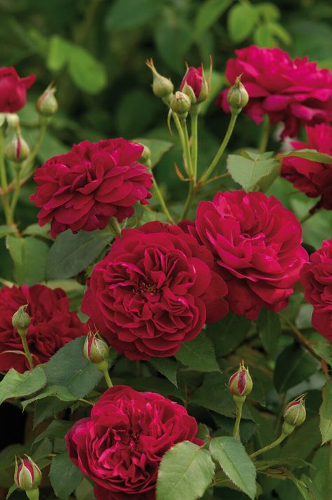 Darcey Bussell, Deadheading Roses, Rosen Beet, Rose Belle, Austin Rose, Rose Care, Types Of Roses, Shrub Roses, Garden Shrubs