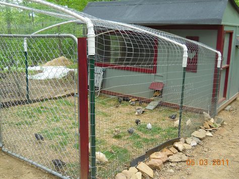 how to keep other dogs jumping your fence | ... fence doesn t have to be tight enough to keep out night time predators Pigeons Birds, Chicken Fence, Easy Chicken Coop, Chicken Coop Garden, Backyard Chicken Coop Plans, Diy Chicken Coop Plans, Bird Netting, Racing Pigeons, Chicken Coop Run