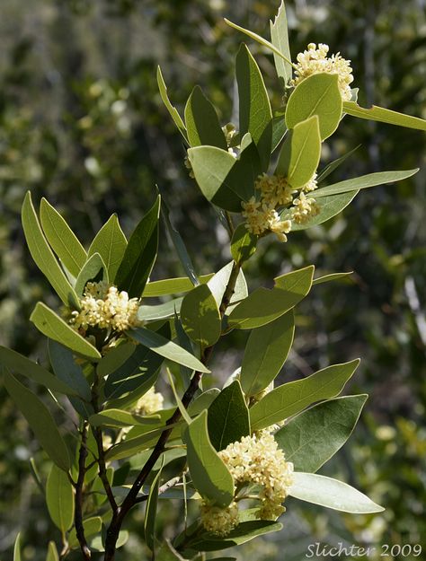 Bay Laurel, Bay Laurel Plant, California Bay Laurel Tree, Mountain Laurel Tree, Old Town Temecula California, Laurel Plant, Bay Laurel Tree, California Lilac, Laurel Tree