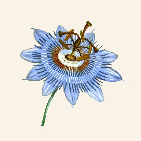 Blue passion flower vector hand drawn botanical | premium image by rawpixel.com / sasi Blue Passion Flower, Illustration Nature, Flower Vector, Hand Images, Flower Vintage, Passion Flower, Vector Artwork, Vector Hand, Vintage Botanical