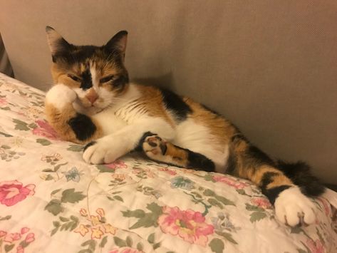 Calico Aesthetic, Calico Cat Aesthetic, Cat Silly, Cat Pose, Cat Boarding, Silly Animals, Calico Cat, Cat Aesthetic, Kitty Cats