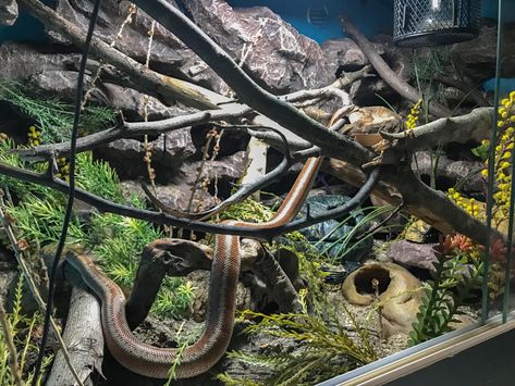 Rosy Boa Enclosure, Boa Enclosure, Rosy Boa, Crested Gecko, Gecko, Reptiles, Animals, Quick Saves