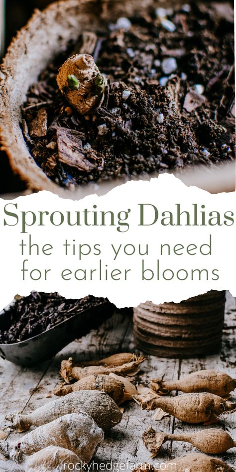 Learn all the steps for getting earlier blooms in your flower garden by sprouting dahlia tubers in pots! This is so easy and will give you a head start on planting dahlias in your garden. The best beginner guide for planting dahlias. How To Grow Daliah Flower, Dahlia Care How To Grow, How To Plant Dahlias, Waking Up Dahlia Tubers, Dahlias In Raised Beds, Starting Dahlia Tubers Indoors, Planting Dahlia Bulbs, Planting Dahlia Tubers, Planting Dahlias In Pots