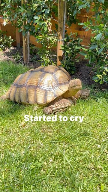 Sulcata Tortoise Habitat Outdoor, Tortoise Enclosure Indoor, Tortoise Garden, Tortoise Enclosure, Tortoise Habitat, Sulcata Tortoise, Painted Stones, Stone Painting, Habitat