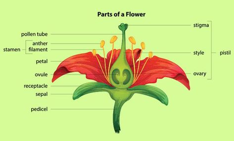 11 Flower Facts For Kids: Types, Parts And Life Cycle Parts Of Gumamela Flower, Gumamela Parts, Parts Of Flower Diagram, Parts Of Flowers For Kids, Diagram Of A Flower, Gumamela Flower, Flower Facts, Science Diagram, Flower Science