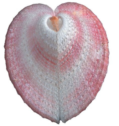 Heart Shell....I have in my collection/WHERE DID U GET IT, AND ITS MOST BEAUTIFUL! True Heart, Heart In Nature, Shells And Sand, Ocean Treasures, Shell Collection, She Sells Seashells, Shell Beach, Beach Collection, Seashell Art