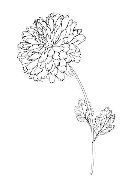 Vector single black outline flower chrys... | Premium Vector #Freepik #vector #chrysanthemum-flower #white-flower #chrysanthemum #single-flower Chrysanthemum Outline, 2023 Tattoo Ideas, Outline Flower, Flower Chrysanthemum, 2023 Tattoo, Fav Flower, Chrysanthemum Tattoo, Branch Vector, White Chrysanthemum