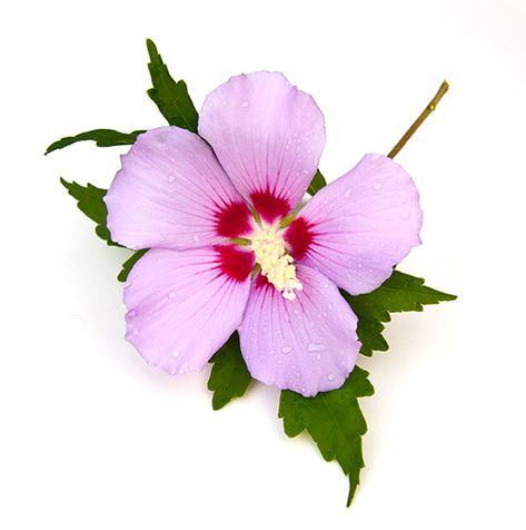 Rose Of Sharon Bush, The Rose Of Sharon, Hibiscus Syriacus, Flower Tattoo Arm, Kawaii Tattoo, Flower Tattoo Sleeve, Image Nature, Pale Purple, About Rose