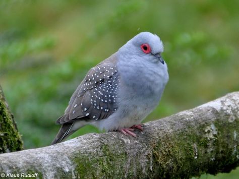 Geopelia cuneata (Diamond Dove) - Image | BioLib.cz Dove Picture, Diamond Dove, Dove Images, Pigeon Breeds, Dove Pigeon, Canary Birds, Dove Pictures, Australian Birds, All About Animals