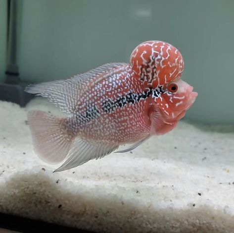 Flowerhorn luohan Cichlid Fish, Fish Keeping, Exotic Fish, Flora Fauna, Aquarium Fish, Sea Creatures, Horn, Fish Pet, Fish