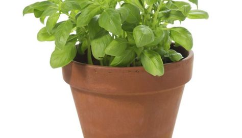 Cinnamon basil growing tips Herbs To Grow Indoors, Types Of Basil, Cinnamon Basil, Harvesting Basil, Best Herbs To Grow, Herbs To Grow, Growing Herbs Indoors, Growing Basil, Basil Seeds