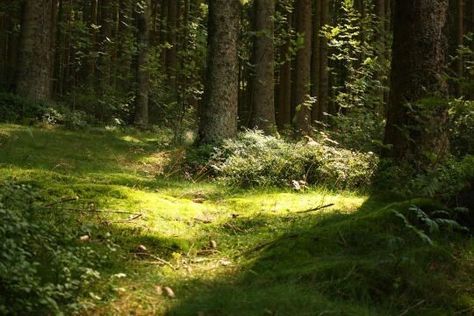 Meena's Tirith, 숲 사진, Alam Yang Indah, Nature Aesthetic, Enchanted Forest, Pretty Places, Green Aesthetic, Fantasy Landscape, In The Woods