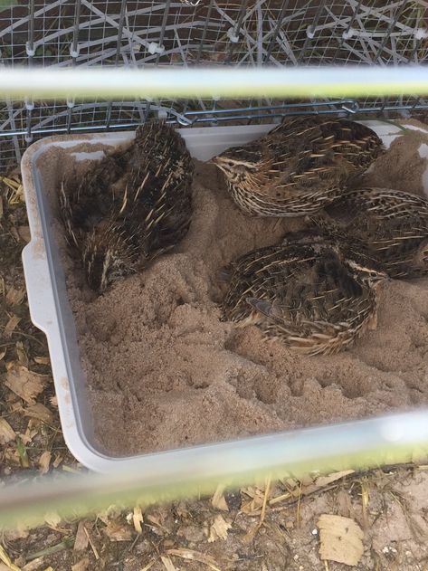 Dust Bath For Quail, Quail And Chicken Coop, Quail Dust Bath Ideas, Diy Quail Nesting Boxes, Diy Quail Feeder, Quail Enrichment, Easy Quail Coop, Quail Feeders Diy, Quail Dust Bath