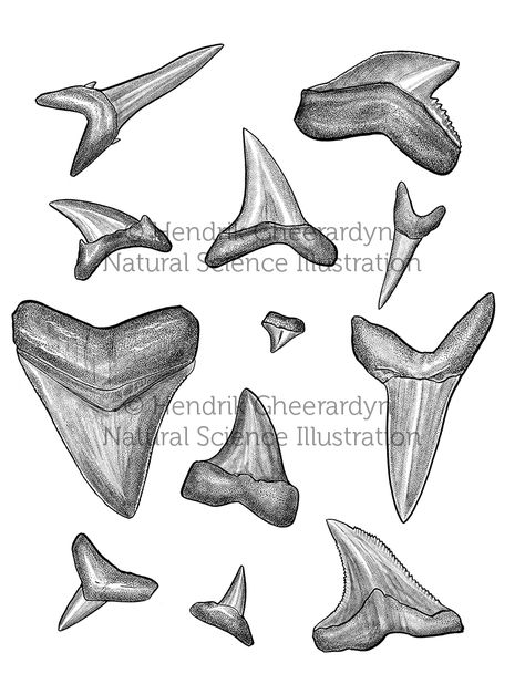 Tooth Outline, Shark Tooth Tattoo, Great White Shark Teeth, Hammerhead Shark Tattoo, Teeth Illustration, Tropical Tattoo, Teeth Drawing, Tooth Tattoo, Shark Drawing