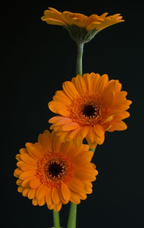 Gerbera Flower, Fleur Orange, Gerber Daisies, Gerbera Daisy, Happy Flowers, Beautiful Flowers Wallpapers, Flower Art Painting, Exotic Flowers, Beautiful Blooms