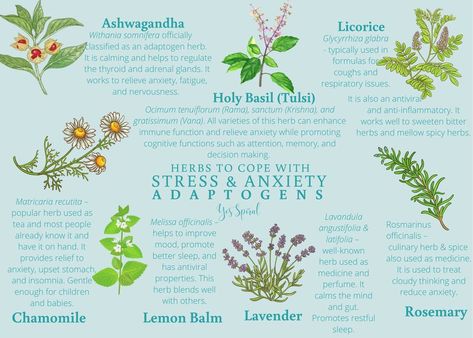 Herbs For Health Herbs To Boost Mood, Anti Depressant Herbs, Holistic Herbalism, Witchy Practices, Adaptogen Herbs, Plants Benefits, Music And The Brain, Herbal Therapy, Home Apothecary