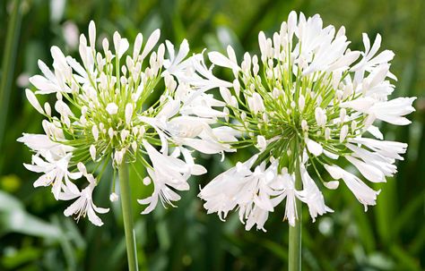 Three outdoor designs for a green and white garden White Garden Design, Green And White Garden, African Lily, Architectural Plants, Outdoor Renovation, Contemporary Garden Design, Planting Tips, Front Garden Design, Landscape Designers