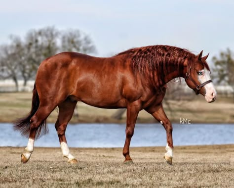 Chestnut Quarter Horse, Kathiyawadi Horse, Unusual Horse, Buckskin Horse, Aqha Horses, Horse Lessons, Horse Markings, Reining Horses, Horse Galloping