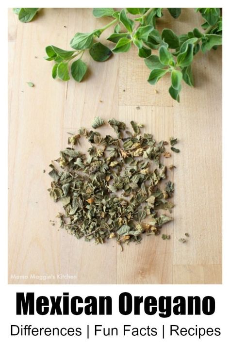 Mexican Oregano Recipes, Oregano Recipes, Homemade Chorizo, Mexican Oregano, Healthy Recipes Desserts, Oregano Plant, Garden Canning, Appetizers Vegetarian, Shade Garden Ideas