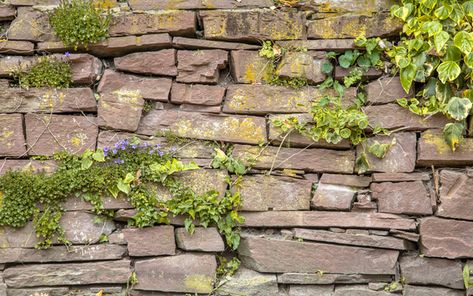 Old Cobblestone Wall Vegetation Background by CreativeNature_nl. Old Stone Wall Background with Plants and Flowers#Vegetation, #Background, #Cobblestone, #Wall Cobblestone Wall, Stone Wall Background, Old Stone Wall, Stone Flowers, Architecture Background, Stone Wallpaper, Fabric Wall Art, Brick Wallpaper, Plants And Flowers