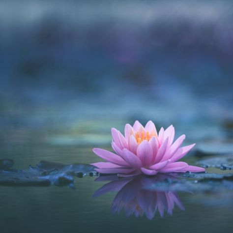 Lotus Flower Meaning, Spiritual Symbolism, Color Meaning & More – Hello Fearless Lotus Flower Meaning, Flower Blooming, Blooming Lotus, Sweet Nothings, Lotus Flower, Fragrance Oil, Lotus, Spirituality, Fragrance