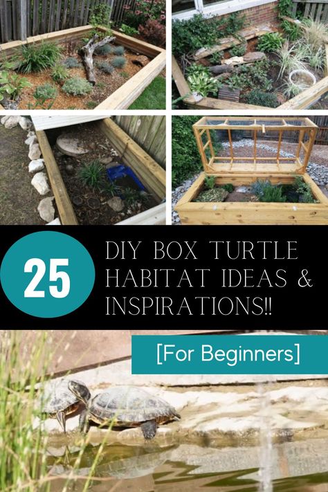 Unlock your creativity with DIY Turtle Habitat ideas! 🐢💡 Whether you're a beginner or a seasoned DIY enthusiast, get inspired to create a unique and comfortable habitat for your pet turtle. Discover creative ideas and find inspiration to design a space that mimics their natural environment. From tank decorations to basking spots, unleash your imagination and give your turtle a home they'll love. Dive into the world of DIY Turtle Habitats and make your pet's living space truly special.