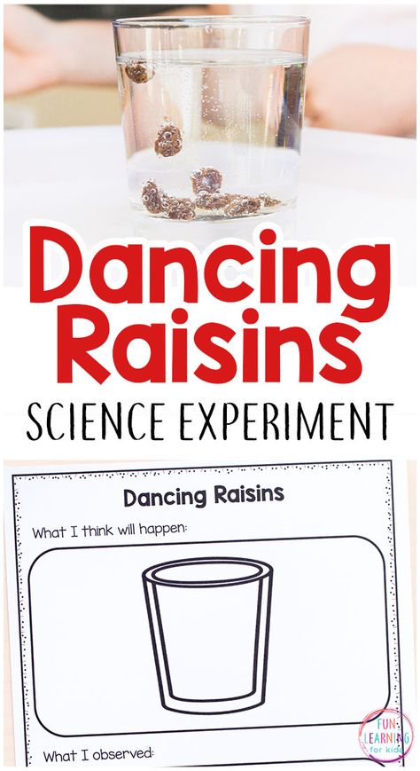 This simple dancing raisins science experiment is super simple and so much fun! It comes with free printable science recording sheets too! #scienceforkids #scienceexperiments #stem Dancing Raisins Experiment, Dancing Raisins, Science With Kids, Preschool Science Experiments, Teaching Middle School Science, Cool Experiments, Preschool Science Activities, Experiments Kids, Science Learning